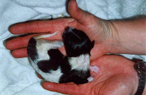 wpe13.jpg (17825 Byte)