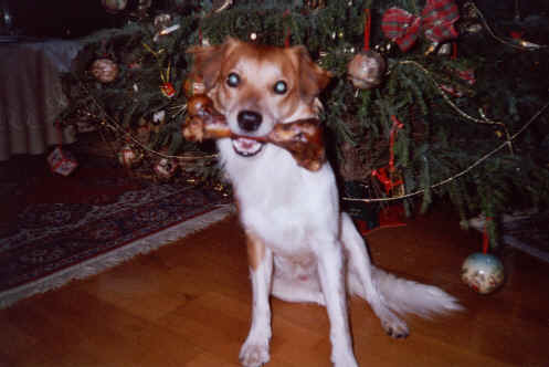 wpe10.jpg (18535 Byte)